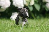 BULL TERRIER MINIATURE 204